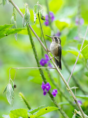 Fototapeta premium Speckled Hummingbird on stick on green background 