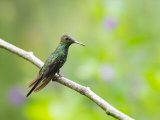 Violet-fronted Brilliant Hummingbird on stick on green background 