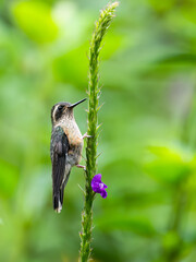 Fototapeta premium Speckled Hummingbird on plant stem on green background 