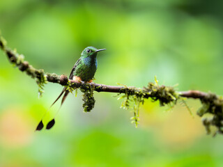 Fototapeta premium Peruvian-booted Racket-tail on mossy stick against green background