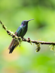 Fototapeta premium Sparkling Violetear Hummingbird on stick against green background