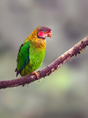 Rose-faced Parrot on tree branch in Ecuador