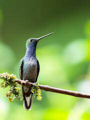 Green-backed Hillstar on mossy stick on green background