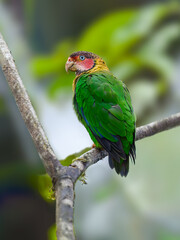 Rose-faced Parrot on tree branch in Ecuador