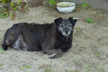 one old black stray with drooping ears with a gray muzzle sad hungry dog lies on the ground during...