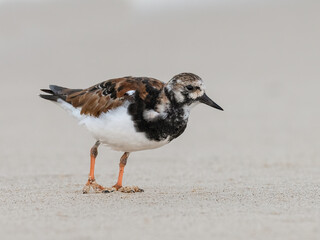 Ruddy Turnstone closeup portrait on sandy beach of Dominican Republic