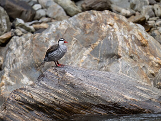 Rare Male Torrent duck  in the mountain river with stones, Ecuador