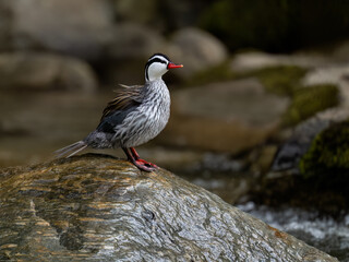 Rare Male Torrent duck  in the mountain river with stones, Ecuador