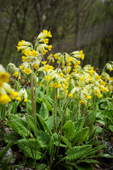 Cowslip flowers, seasonal natural scene