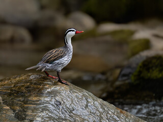 Rare Male Torrent duck  in the mountain river with stones, Ecuador
