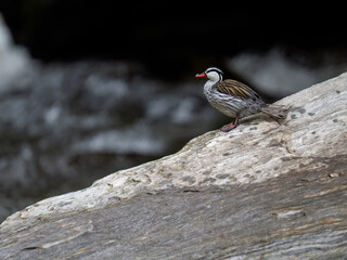 Rare Male Torrent duck  in the mountain river with stones, Ecuador