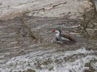 Rare Male Torrent duck  in the mountain river with stones, Ecuador