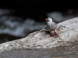 Rare Male Torrent duck  in the mountain river with stones, Ecuador