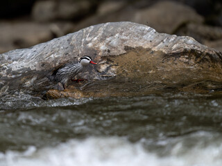 Rare Male Torrent duck  in the mountain river with stones, Ecuador