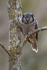Northern Hawk Owl on tree branch against gray brown blur background