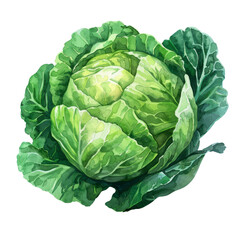 vegetable -  Cabbage also contains compounds called glucosinolates, which have been linked to various health benefits, including reduced inflammation and improved digestive health.