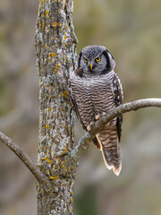 Northern Hawk Owl on tree branch against gray brown blur background