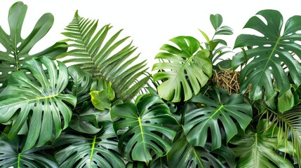 Green leaves of tropical plant bushes on white background, generative ai