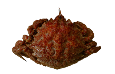 クリ蟹　写真　切り抜き