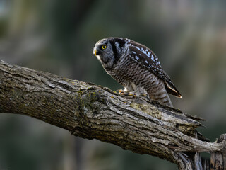 Northern Hawk Owl on tree branch against gray brown blur background