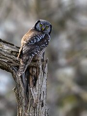 Northern Hawk Owl on tree branch against gray brown blur background