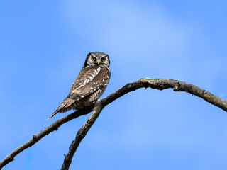 Northern Hawk Owl on tree branch against  blue sky