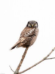 Northern Hawk Owl on tree branch against white background, isolated