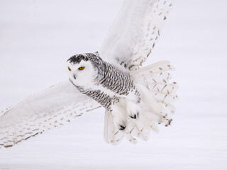 Female Snowy Owl in flight, closeup portrait