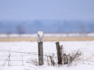 Female Snowy Owl on fence post on the farmer's field covered in snow