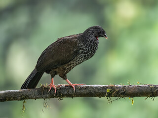 Andean Guan on mossy stick against green background