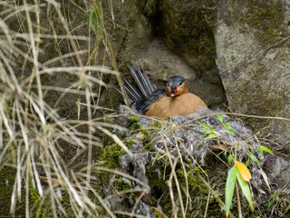 Rare Female Torrent duck  sitting on the nest, Ecuador
