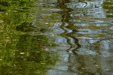 reflets de branchages dans l'eau d'un étang