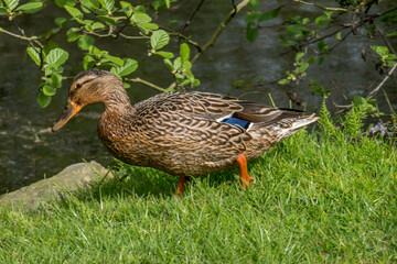 femelle de canard colvert