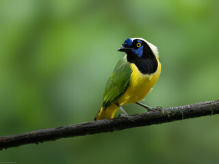 Inca Jay on mossy tree branch against dark green background