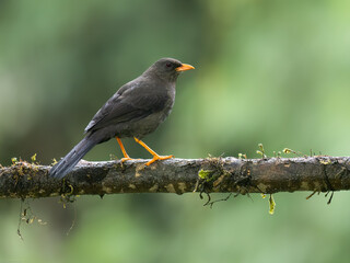 Great Thrush on mossy stick against green background
