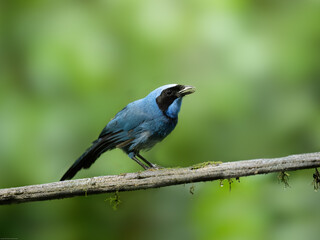 Turquoise Jay on mossy tree branch against dark green background