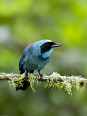 Inca Jay on mossy tree branch against dark green background