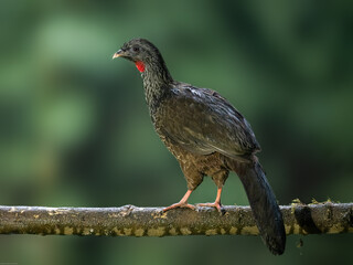Andean Guan on mossy stick against green background