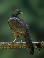 Andean Guan on mossy stick against green background