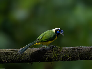 Inca Jay on mossy tree branch against dark green background