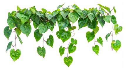 Fototapeta na wymiar Hanging tropical jungle with heart-shaped green leaves, white background generative ai