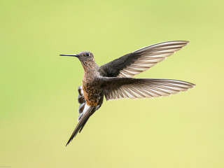 Fototapeta premium Giant Hummingbird in flight on green yellow blur background