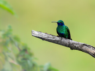 Sparkling Violetear Hummingbird on stick on green yellow blur background