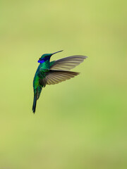 Fototapeta premium Sparkling Violetear Hummingbird in flight on green yellow blur background
