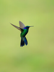 Sparkling Violetear Hummingbird  in flight on green yellow blur background