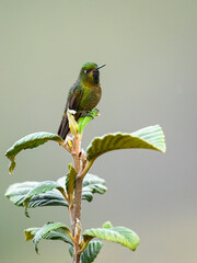 Fototapeta premium Tyrian Metaltail on a plant with green leaves