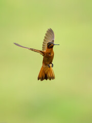 Fototapeta premium Shining Sunbeam Hummingbird in flight on green yellow blur background