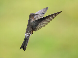 Giant Hummingbird  in flight on green yellow blur background