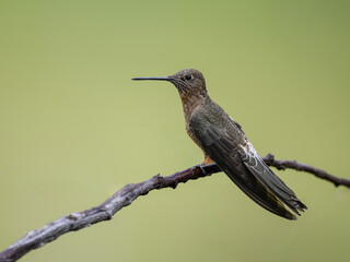 Giant Hummingbird  in flight on green yellow blur background