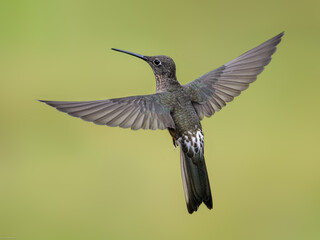Naklejka premium Giant Hummingbird in flight on green yellow blur background